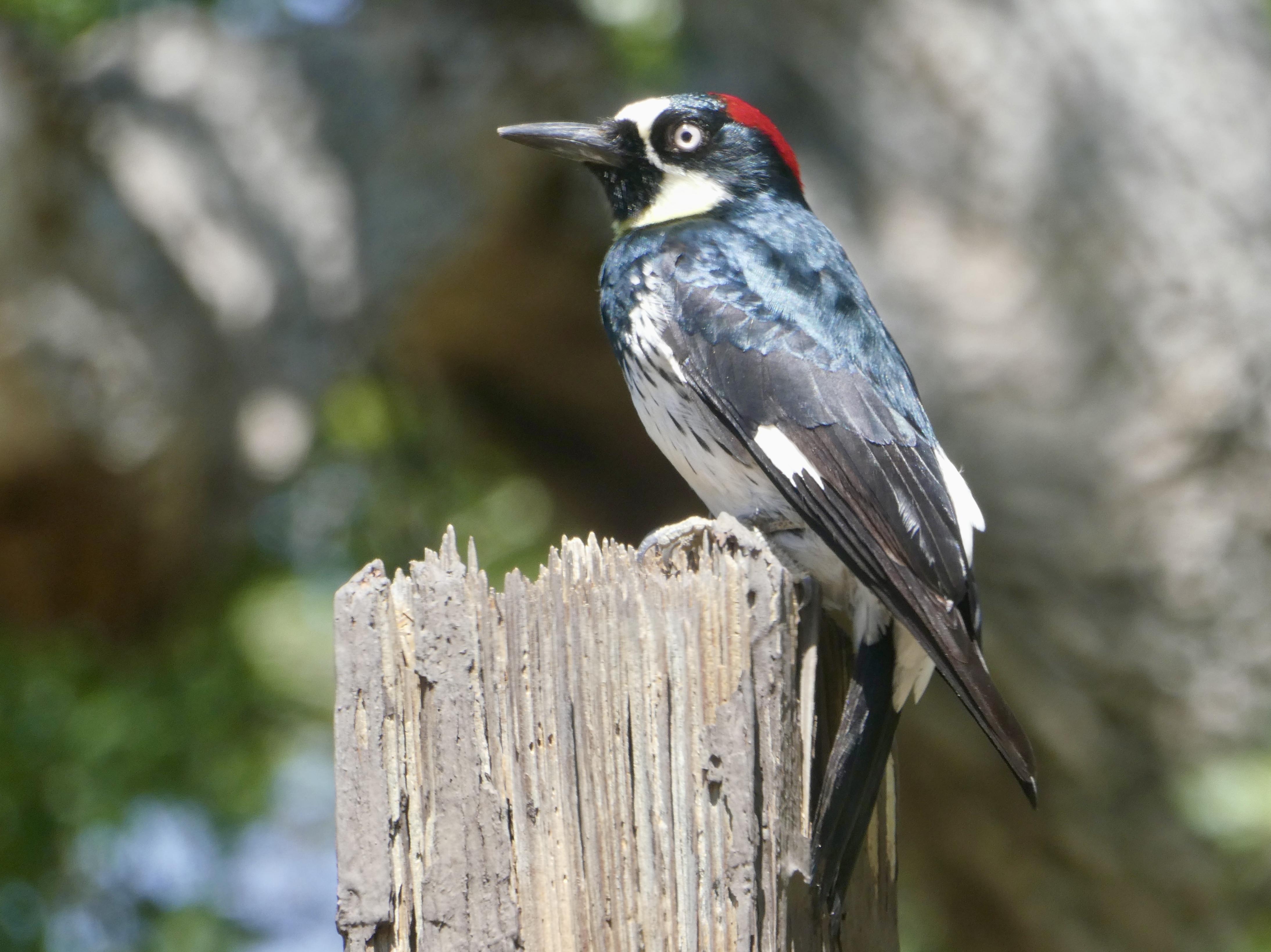 Acorn Woodpecker on a post